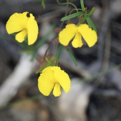 Gompholobium polymorphum