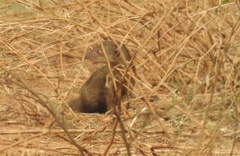 Urva