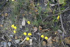Gompholobium polymorphum