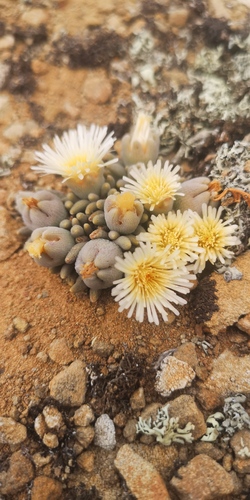 Mesembryanthemum resurgens