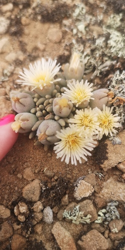 Mesembryanthemum resurgens