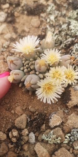 Mesembryanthemum resurgens