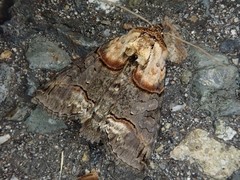 Abrostola proxima
