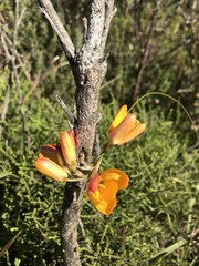 Ixia dubia