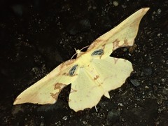 Corymica pryeri