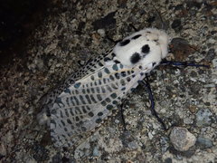 Zeuzera multistrigata