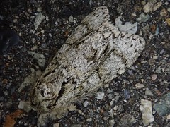 Pheosiopsis olivacea