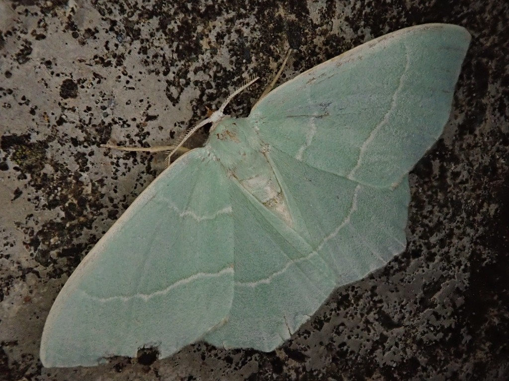 Hemistola dijuncta