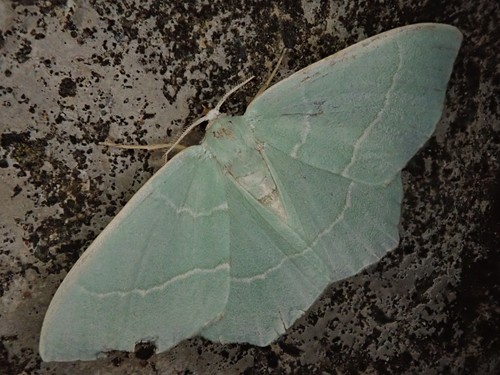 Hemistola dijuncta · iNaturalist United Kingdom