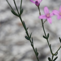 Boronia spathulata