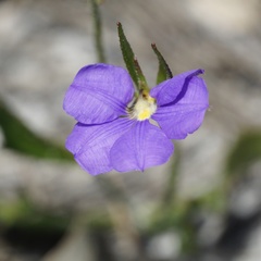 Scaevola calliptera