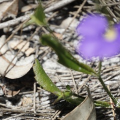 Scaevola calliptera