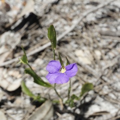 Scaevola calliptera