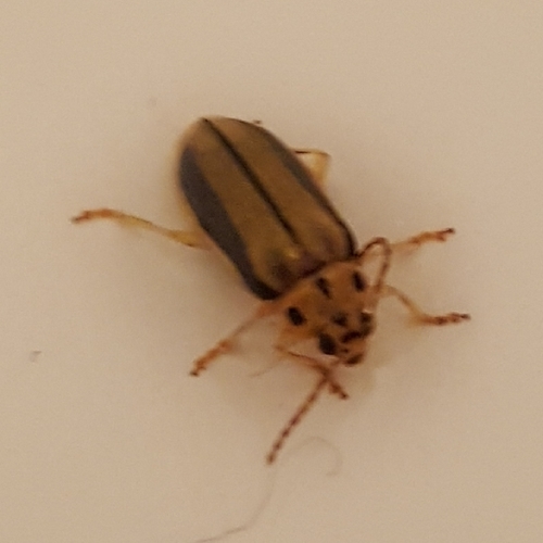 Elm Leaf Beetle photo 5