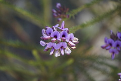 Gompholobium confertum