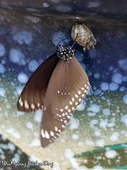 Euploea core