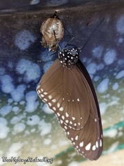 Euploea core