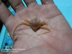 Arcania septemspinosa