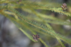 Gompholobium confertum