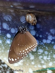 Euploea core