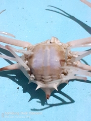 Arcania septemspinosa