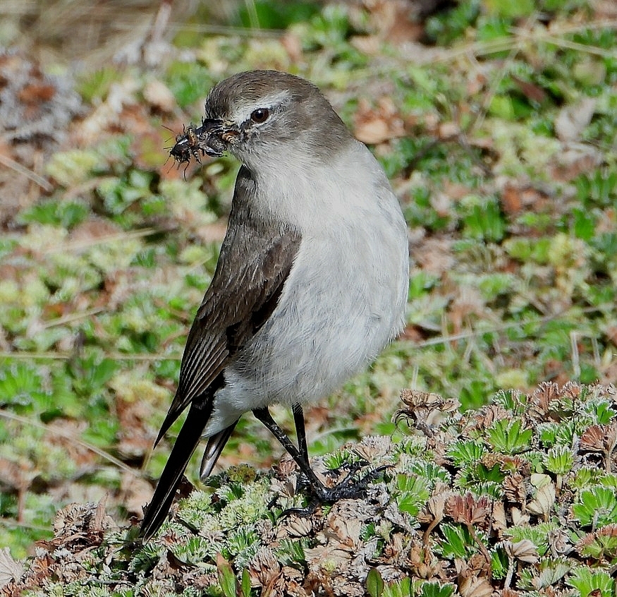 Paramo Ground Tyrant