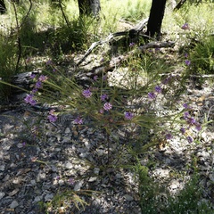 Gompholobium confertum