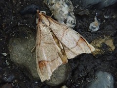 Eulophopalpia pauperalis