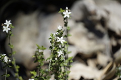 Orianthera serpyllifolia