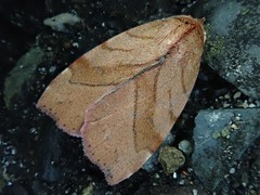 Macrochthonia fervens