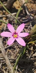 Romulea syringodeoflora
