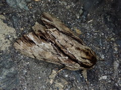 Shaka atrovittatus