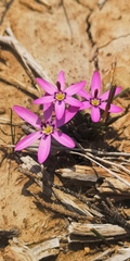 Romulea syringodeoflora