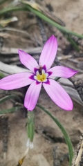 Romulea syringodeoflora