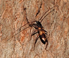 Phoracantha tricuspis