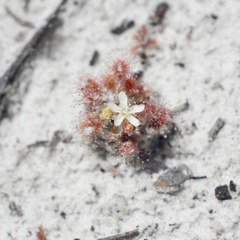 Drosera roseana