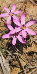 Romulea syringodeoflora