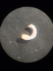 Aspidosiphon muelleri