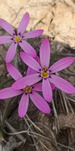 Red Star (Romulea syringodeoflora)