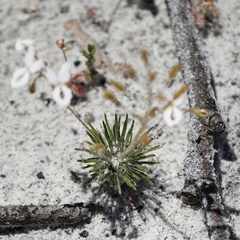 Stylidium spinulosum