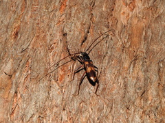 Phoracantha tricuspis