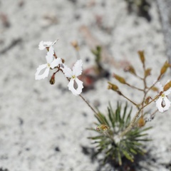 Stylidium spinulosum