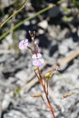 Isotoma hypocrateriformis