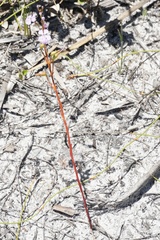 Isotoma hypocrateriformis