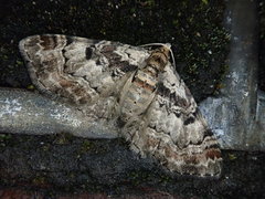 Eupithecia gigantea