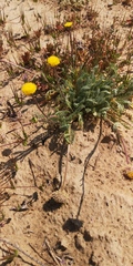 Lasiospermum pedunculare
