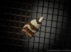 Eulechria triferella