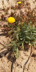 Lasiospermum pedunculare