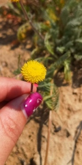 Lasiospermum pedunculare