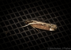 Chaliniastis astrapaea